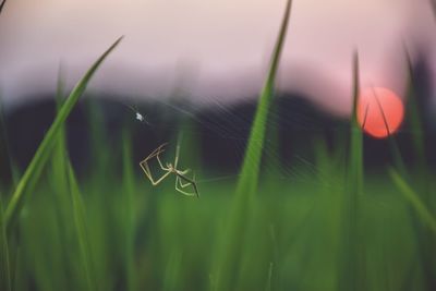 Close-up of spider on web