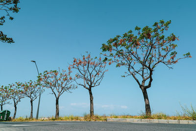 Trees by road against clear blue sky