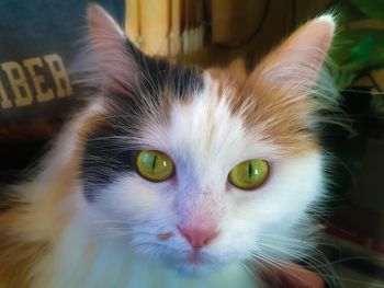 Close-up portrait of cat