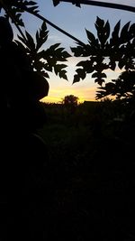 Close-up of silhouette plant against sky at sunset