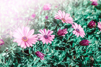 Close-up of pink flowering plants on field