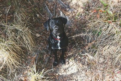 Portrait of black dog on field