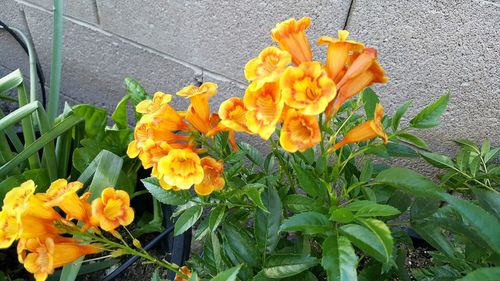 Close-up of yellow flower