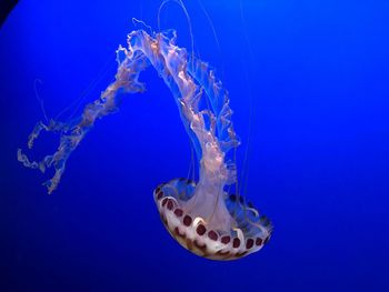 Close-up of jellyfish swimming in sea