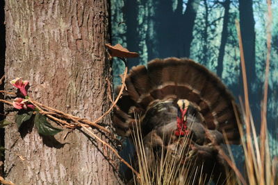 Close-up of bird on tree trunk