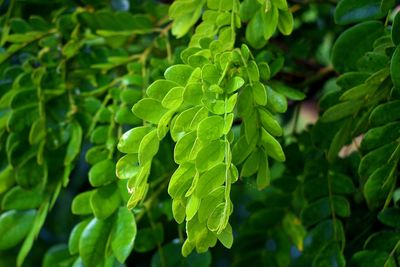 Close-up of fresh green leaves