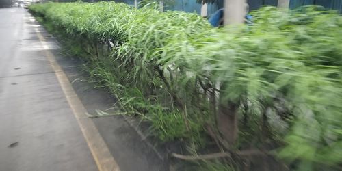 Close-up of plants growing on footpath in city