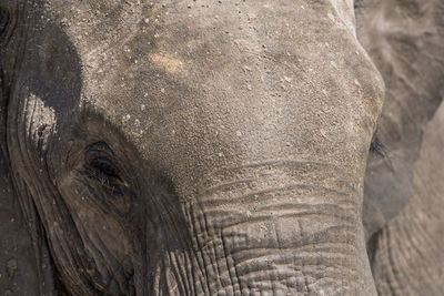 Close-up portrait of african elephant