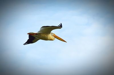 Low angle view of seagull flying against sky