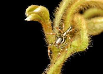 Close-up of insect on plant against black background