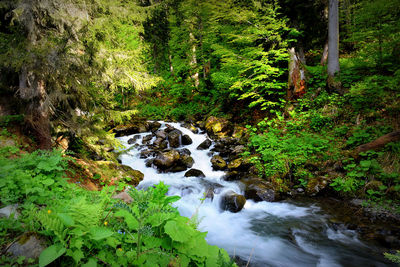 Scenic view of forest