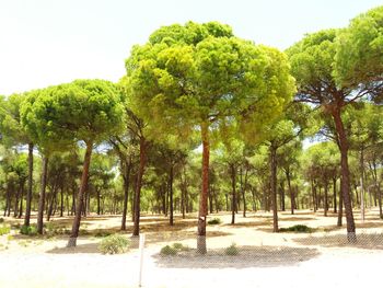 Trees on landscape against sky