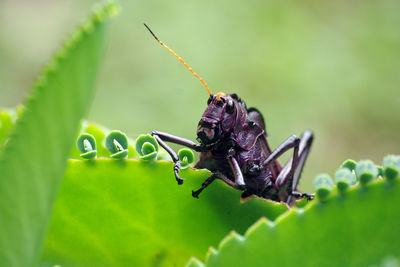 Close-up of insect on plant