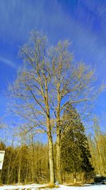 Low angle view of trees against blue sky