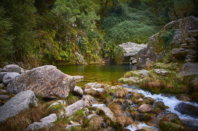 Plants growing on rocks by river in forest