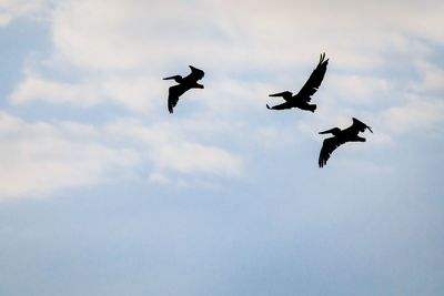 Low angle view of birds flying against cloudy sky