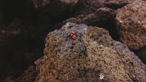 Close-up of ladybug on rock