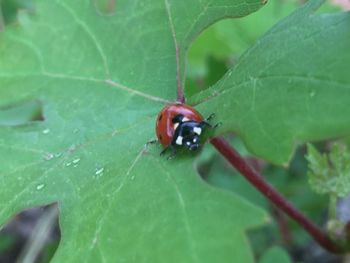 Close-up of ladybug on leaf