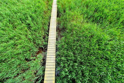 High angle view of grass on field