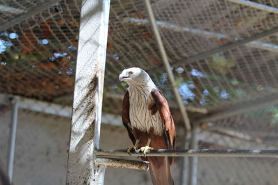 Bird perching on metal fence in zoo