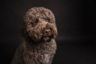 Close-up of dog against black background