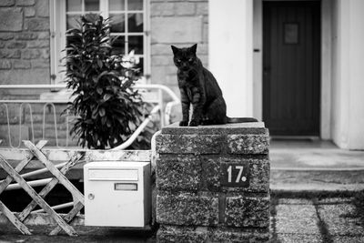 Cat sitting outdoors