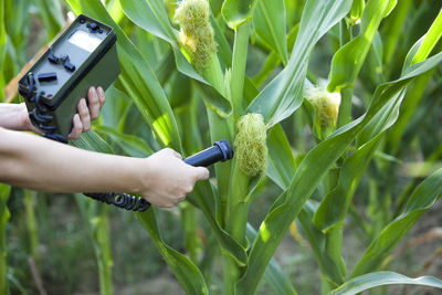 Close-up of hand holding plant on field