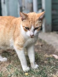 Close-up portrait of tabby cat