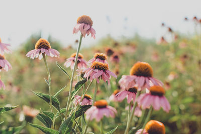 Close-up of flowering plants on field