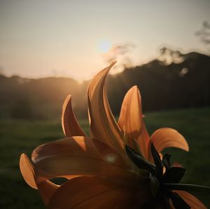 Close-up of flower blooming on field against sky