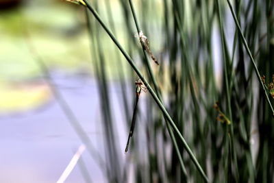 Close-up of insect on grass