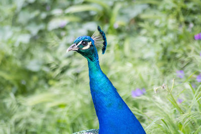 Close-up of peacock