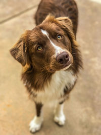 High angle portrait of dog standing outdoors