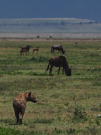 Hyena and wildebeests on grassy field against sky