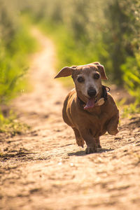 Portrait of dog running on field