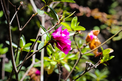 Close-up of pink flowering plant