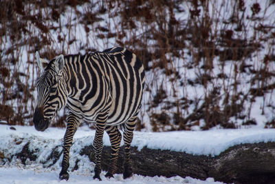 Zebras in a snow