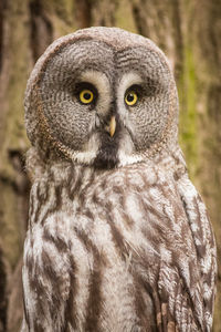 Close-up portrait of owl