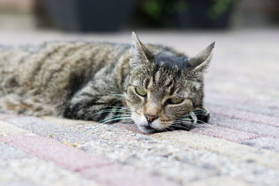 Close-up of cat lying down
