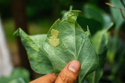 Close-up of hand holding leaves