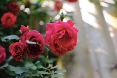 Close-up of pink rose