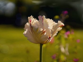 Close-up of flowering plant