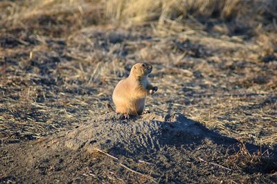 Prairie dog genus cynomys ludovicianus broomfield colorado denver boulder. united states.