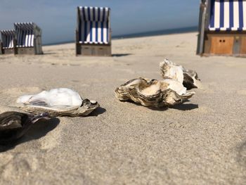 View of seashells on beach