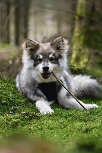 A young puppy finnish lapphund dog lying in the forest chewing in a stick