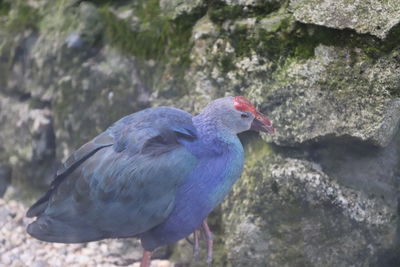 bird