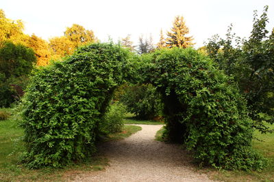 Plants and trees in park