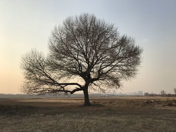 Bare tree on landscape against clear sky