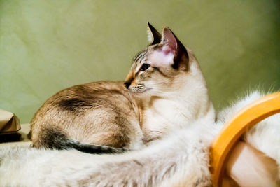 Close-up of cat relaxing on floor