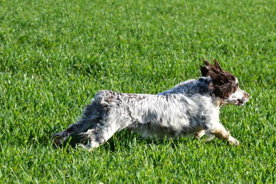 Full length of a dog on field